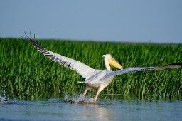Foto zur Privatreise in Rumänien "Schwarzes Meer mit Donaudelta & Karpaten" (9 Tage)